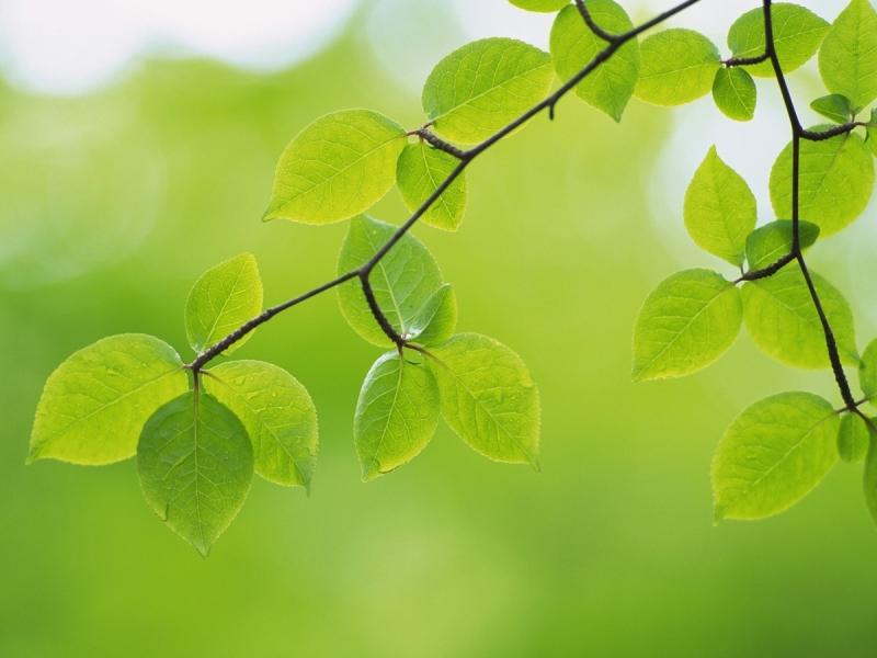 Lá cây có màu xanh vì chứa nhiều diệp lục