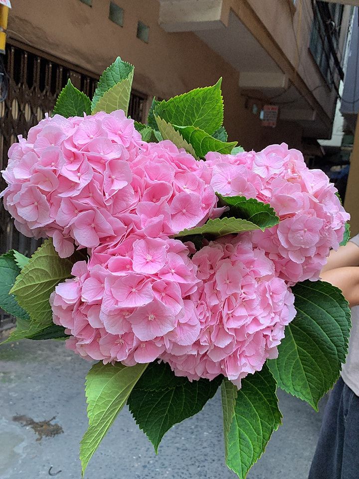Talia Flowers
