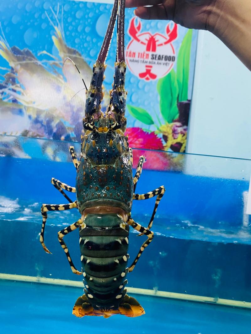 Tân Tiến Seafood - Hải Sản Tươi Sống Đà Nẵng