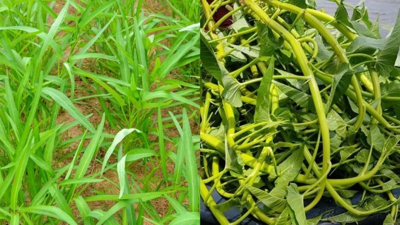 Tăng cường hệ miễn dịch tốt cho mắt