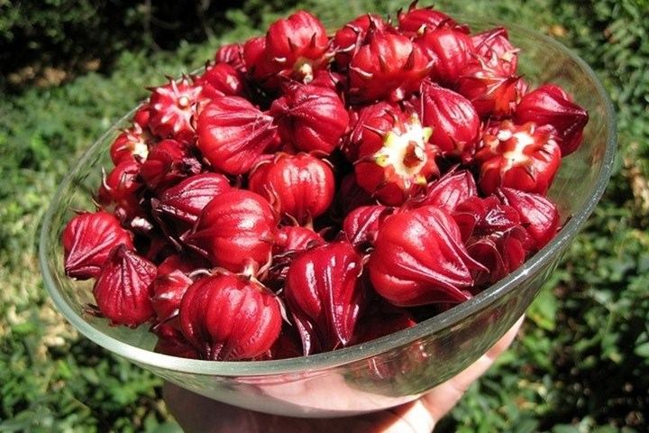 Tăng cường khả năng miễn dịch