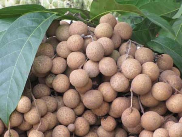 Tăng cường tuổi thọ