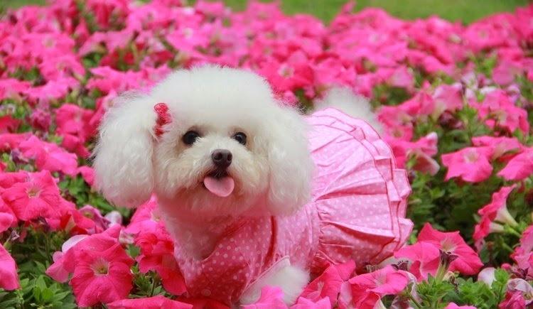 Tặng thú cưng chỉ phù hợp trong tiểu thuyết ngôn tình