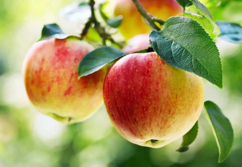 Táo có nhiều hoạt chất giúp bổ máu