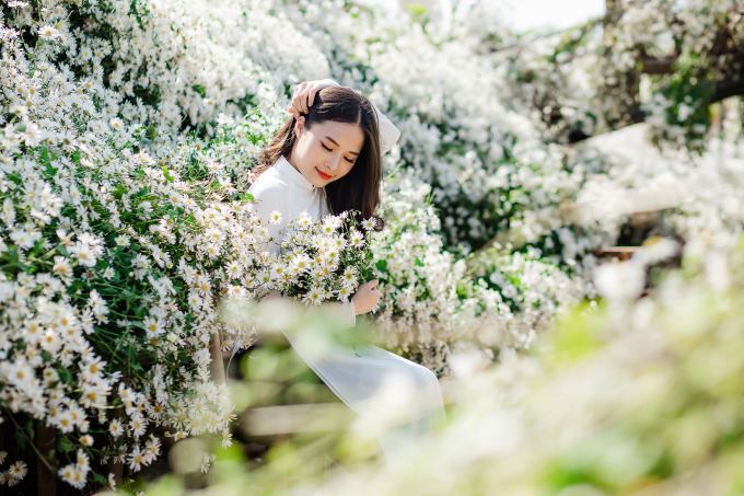 Tạo dáng chụp ảnh ngồi giữa vườn cúc họa mi