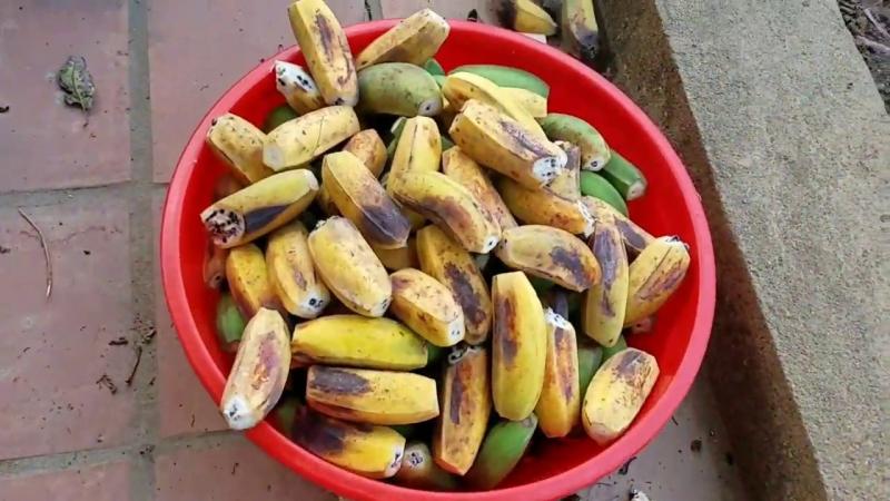 Tẩy giun bằng Chuối hột