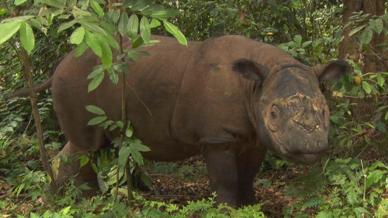 Tê giác Sumatra - Dicerorhinus sumatlingsis