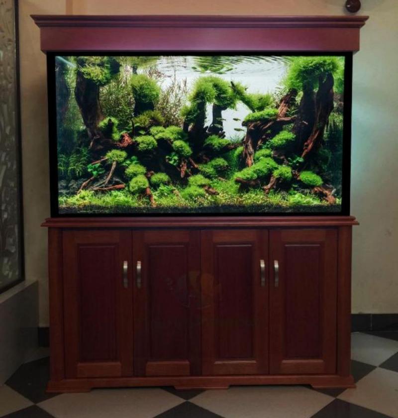 Thái Hoà Aquarium