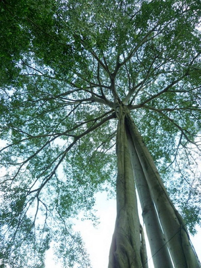 Cây đa ba gốc