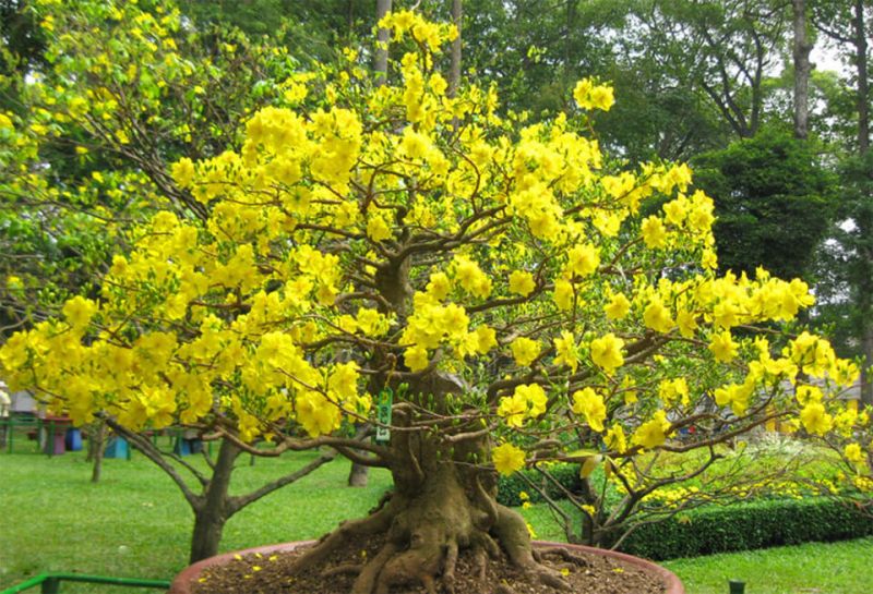 Thơ về hoa mai ngày Tết hay nhất