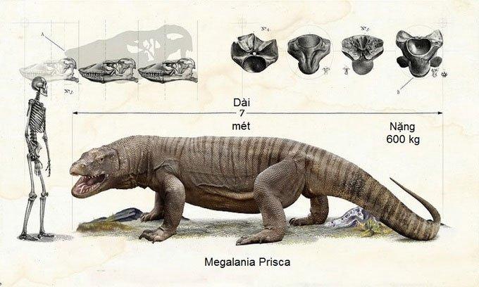 Thằn lằn Megalania Prisca