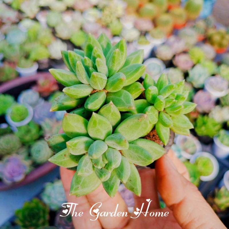 The Garden Home