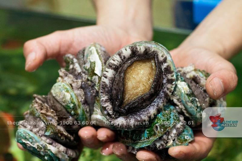 Thế Giới Hải Sản