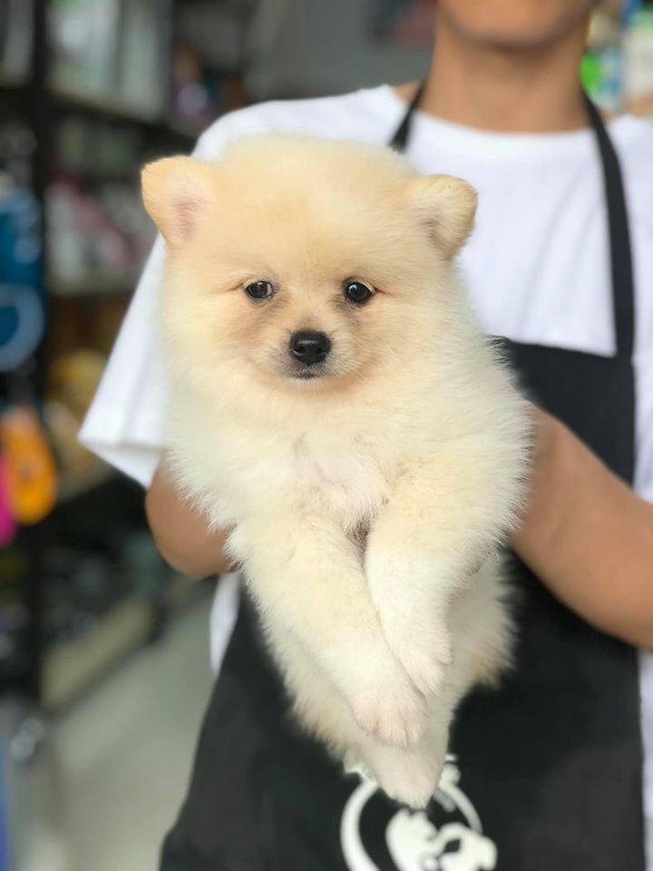 Thế Giới Thú Cưng Buôn Ma Thuột