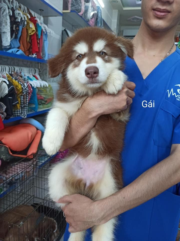 Thế Giới Thú Cưng Đà Nẵng