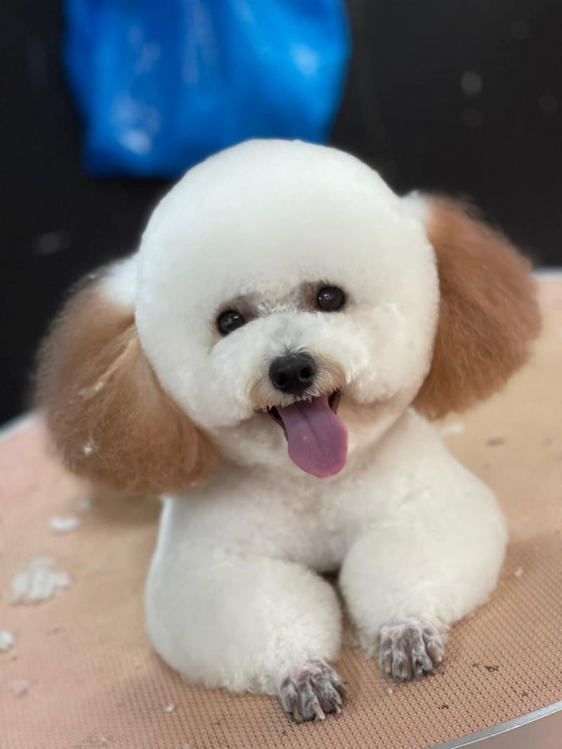 Thế Giới Thú Cưng Đà Nẵng
