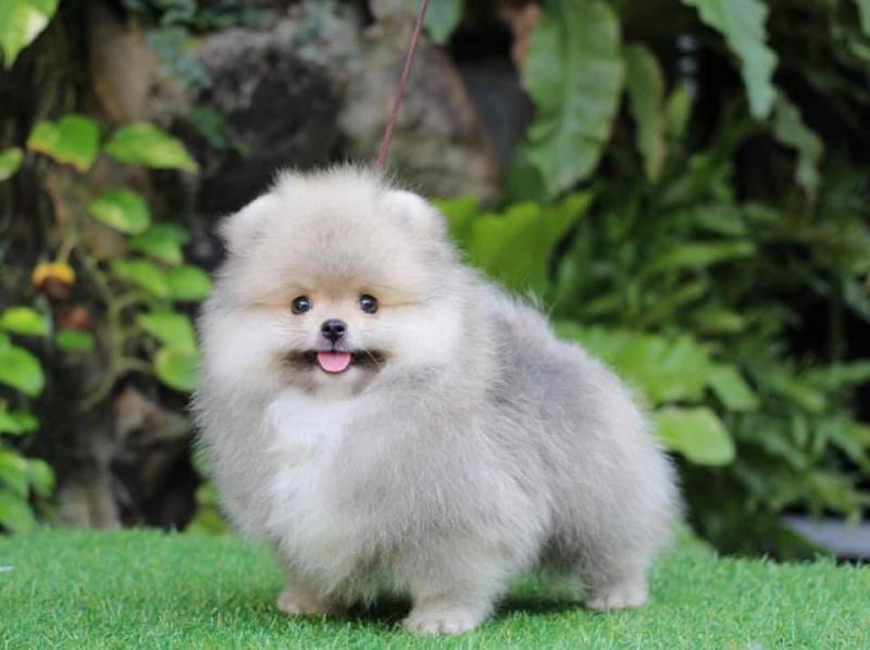 Thế Giới Thú Cưng (Thucung.vn)
