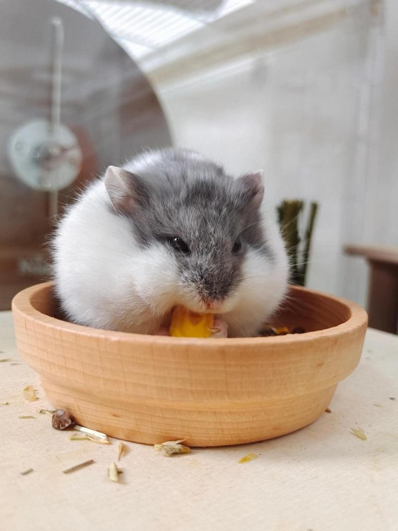 The Hamster Pet Shop