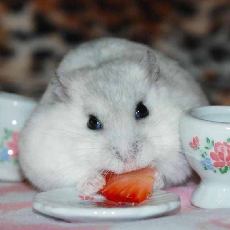 The Hamster Pet Shop