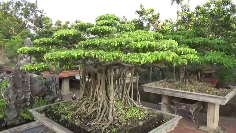 Thế long cuốn thủy