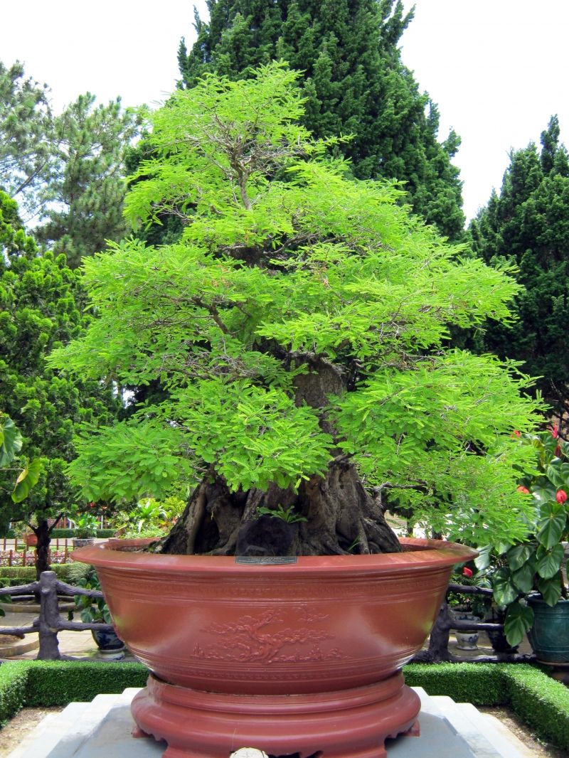 Thế long mã hồi đầu