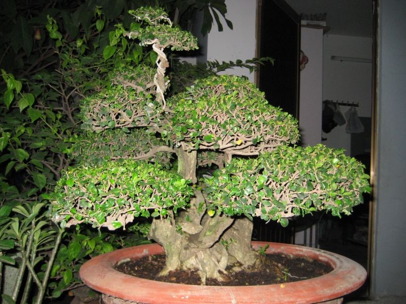Thế ngũ nhạc