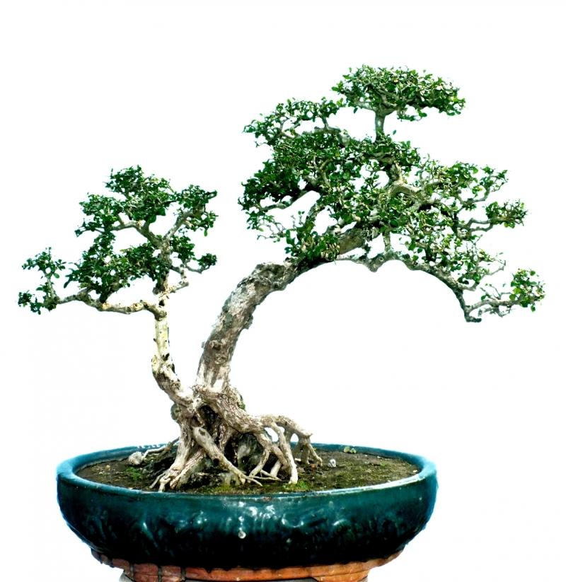 Thế tiều phu quải tử
