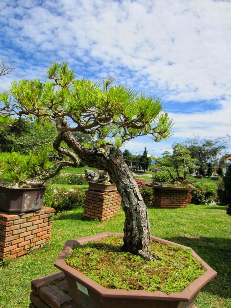 Thế xuy phong