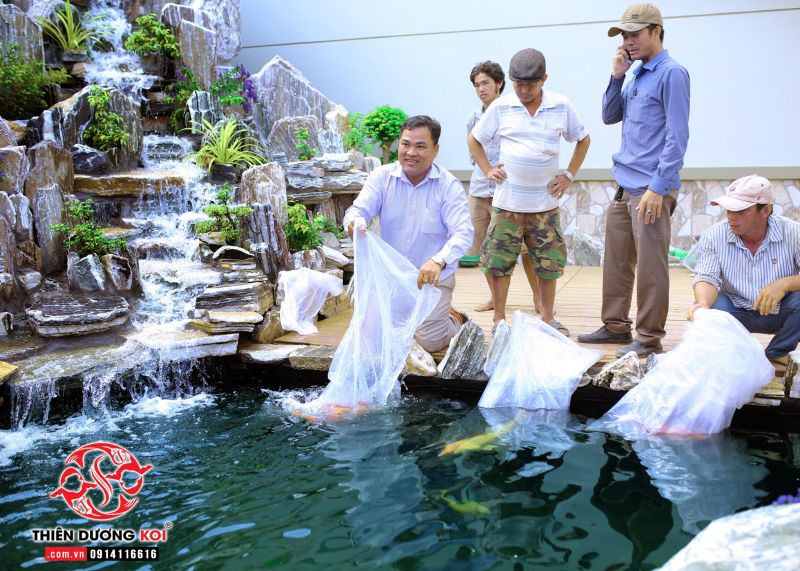 Thiên Dương Koi