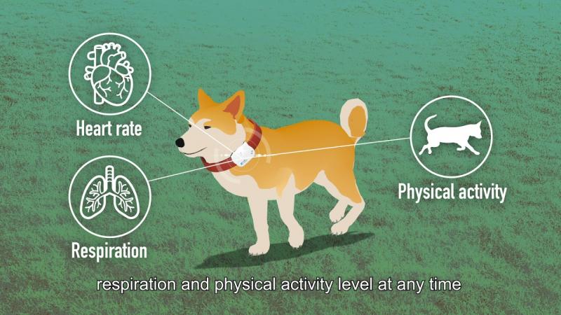 iPetWeaR