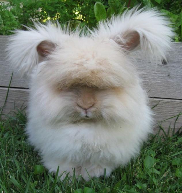 Thỏ Angora