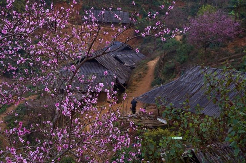 Thoáng gặp hoa đào