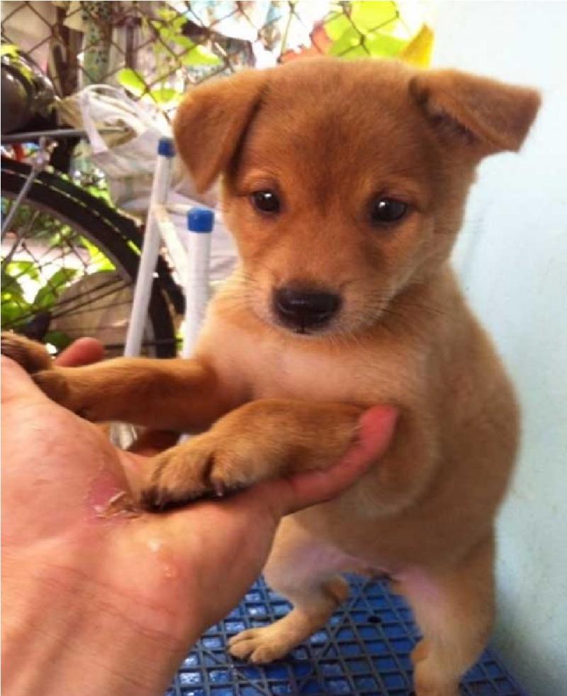 Thời điểm nhận nuôi chó