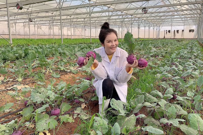 Thu hoạch rau