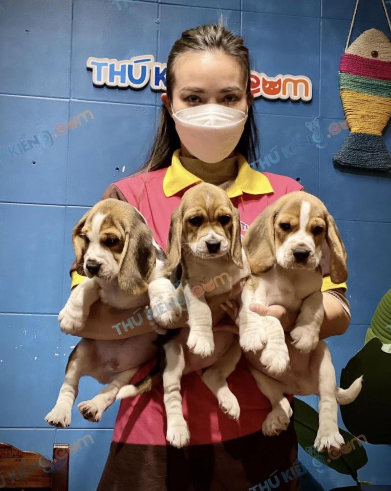 Thú Kiểng