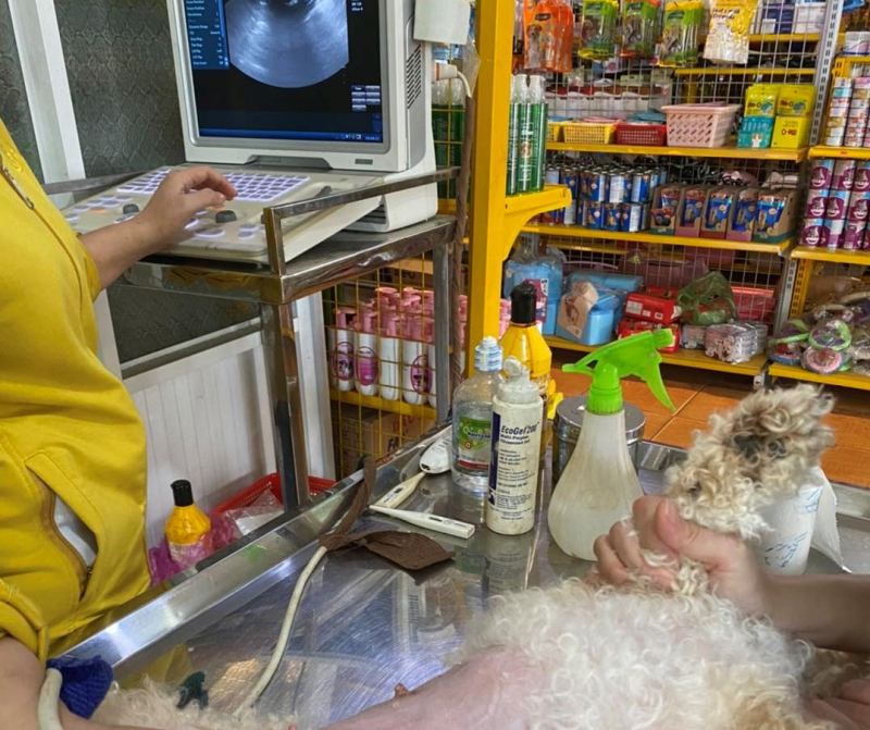 Thú y Đăk Nông Gold Pet