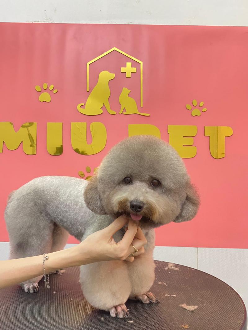 Thú y Miu Pet