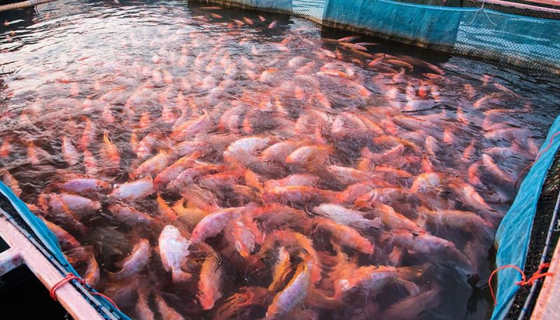 Thức ăn cá Diêu Hồng