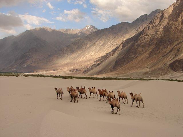 Đàn lạc đà dạo bước trong thung lũng Nubra