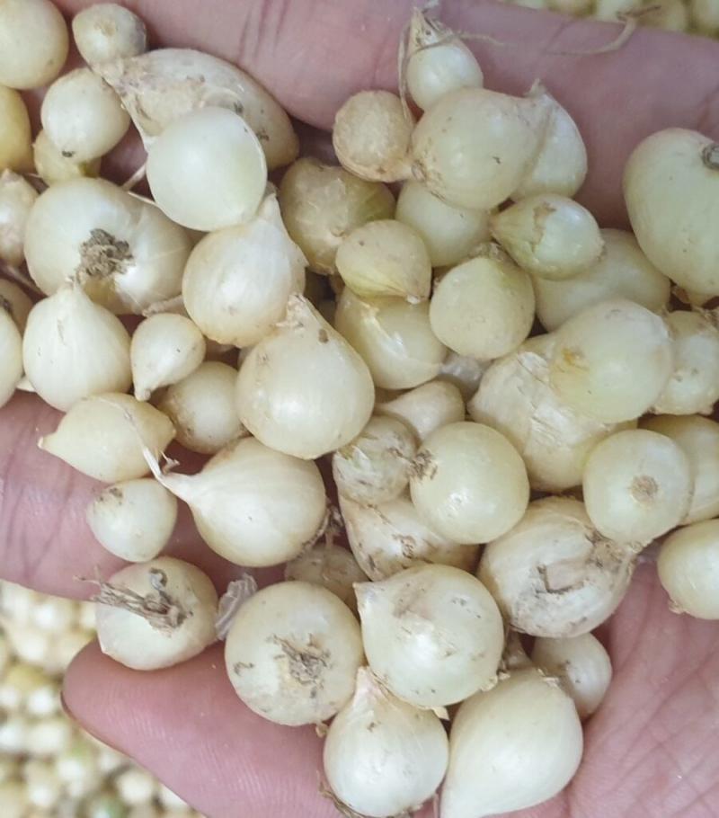 Thuốc trừ sâu từ  cây hành tăm
