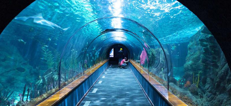 Thủy cung Sea Life London