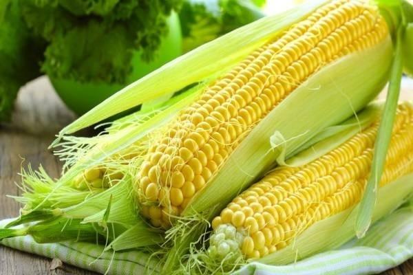 Thuyết minh về cây ngô bài 6