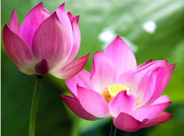 Bài văn tả cảnh đầm sen đang mùa hoa nở số 8