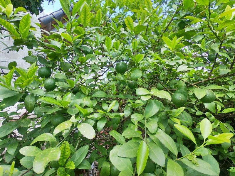 Thuyết minh về loại cây ăn quả - Cây Chanh