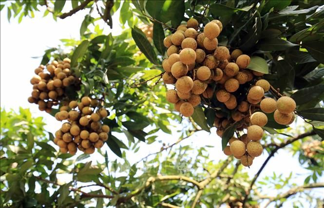 Thuyết minh về loại cây ăn quả - Cây Nhãn Lồng
