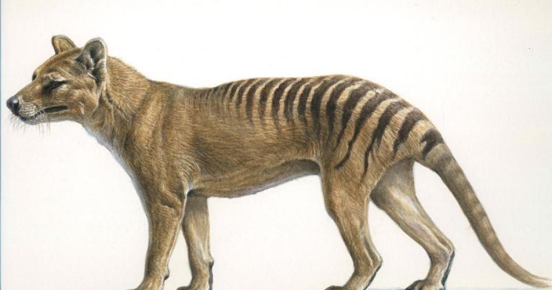 Thylacine