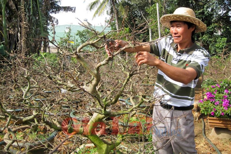 Tỉa cành giúp hạn chế sự phát triển sư ra hoa