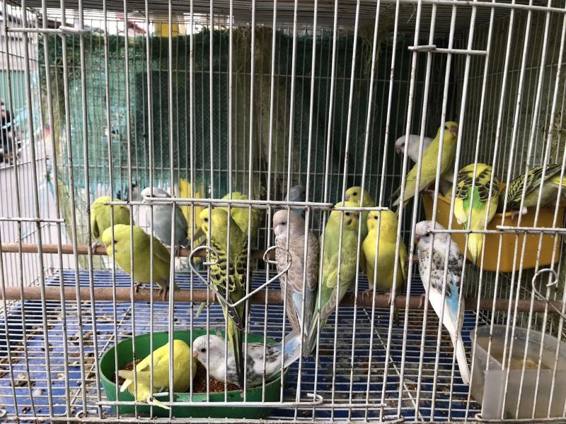 Tiệm Chim Cảnh Mộc Trà