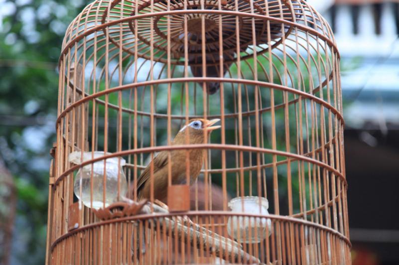 Tiệm Chim Cảnh Mộc Trà
