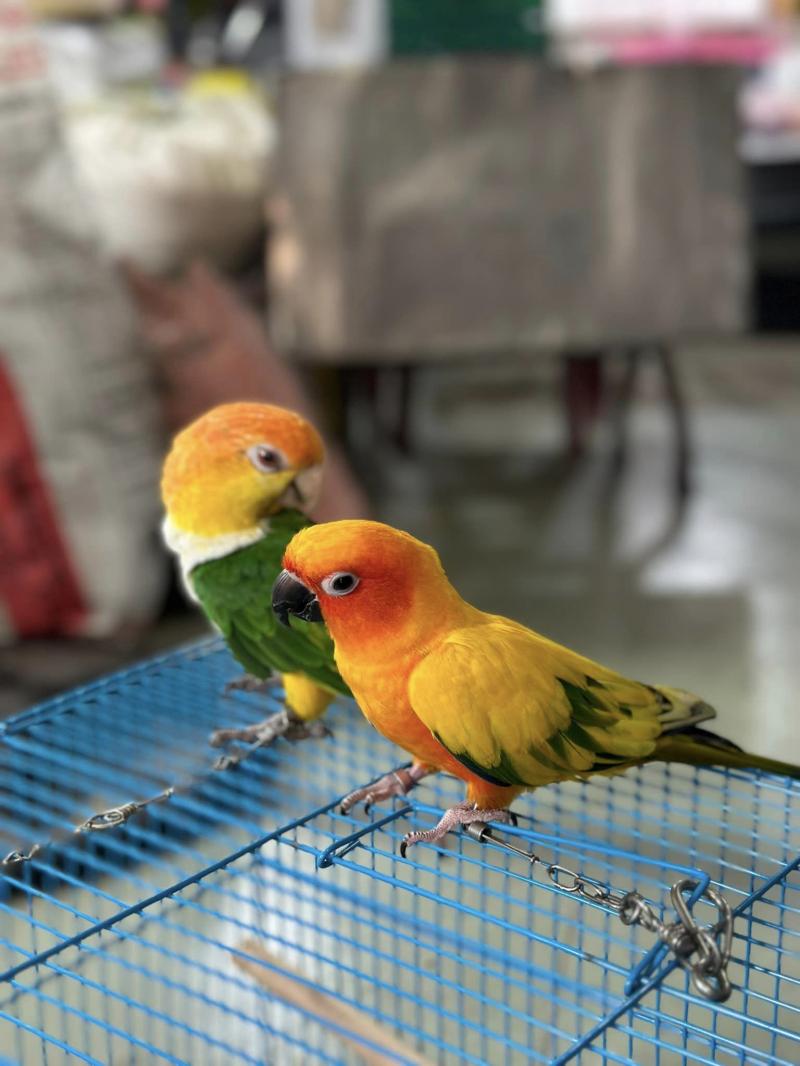 Tiệm Chim Cảnh Phượng Sài Gòn